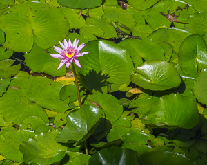 Water lilly, Jardin de Balata, Martinique.